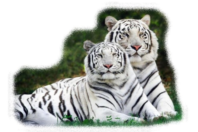 tigre.jpg, 68 kB